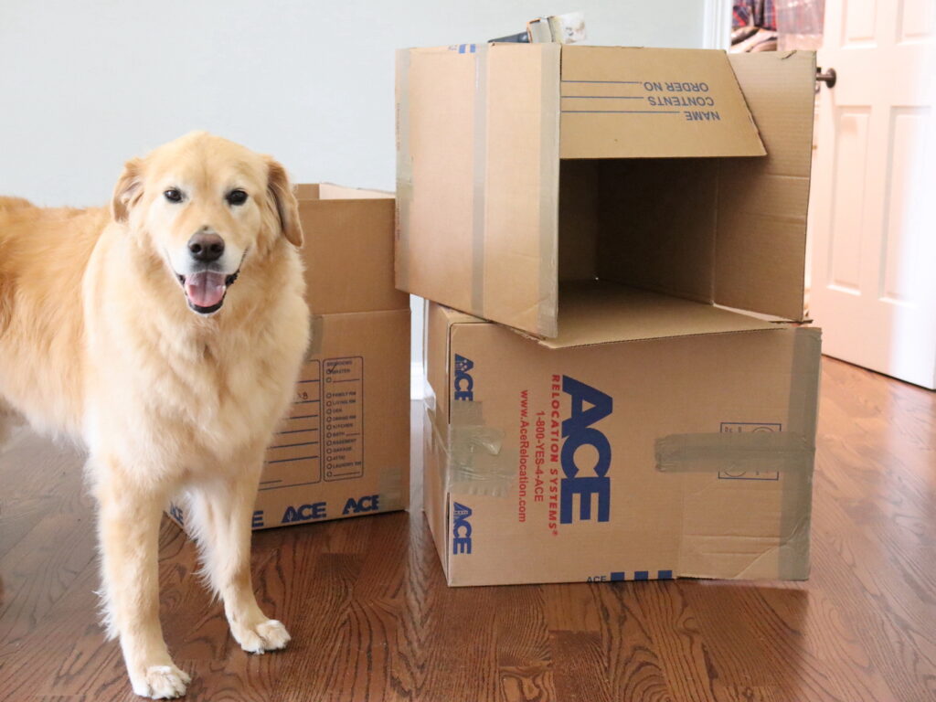 What To Do With Your Pet On Moving Day